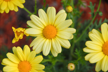 Close up of yellow daisy flowers in the garden