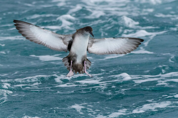 A balearic shearwater (Puffinus mauretanicus) swimming over the Mediterranean sea