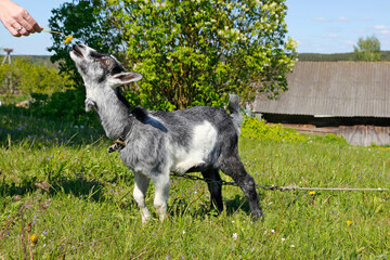 little goat in the village