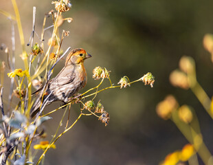 Finch perched on tree branch with yellow flowers from brittle bush