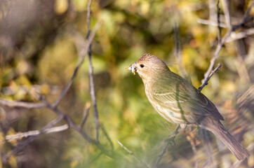 Finch perched on tree branch with yellow flowers from brittle bush