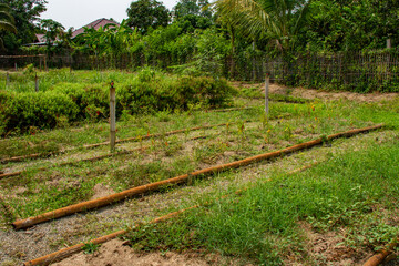Obraz premium Rows of vegetable growing in an organic farm in Thailand