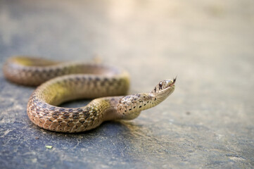 Dekay's brownsnake (Storeria dekayi)