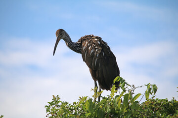 Limpkin