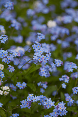forget-me-not flower in spring forest