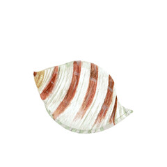 Watercolor hand painted illustration of shell isolated on white background. Nautical element, sea ocean shell. Brown beige colors