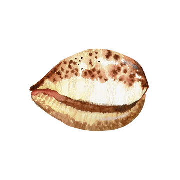 Watercolor hand painted illustration of shell isolated on white background. Nautical element, sea ocean shell. Brown beige colors