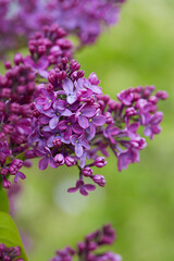 Obraz premium growing blooming lilac bushes, close up