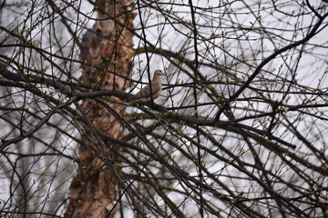 tree branches and bird against the sky