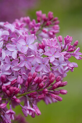 Fototapeta na wymiar growing blooming lilac bushes, close up