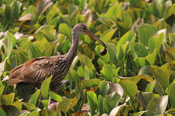 Limpkin with apple snail_1209