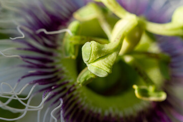 Passiflora edulis (passion fruit flower) in natural light