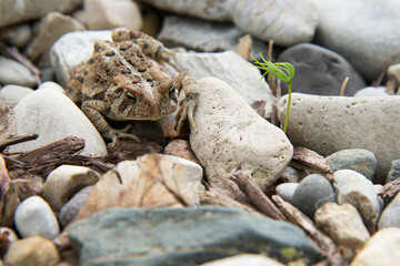 Eastern American Toad