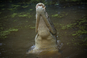 Estuarine Saltwater Crocodile seen from below, rises up from the water 