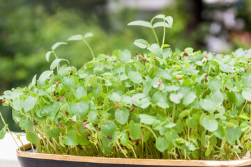 Closeup of the top view of young green plants in natural background. Seedlings growing together in a tray. Microgreen concept background.