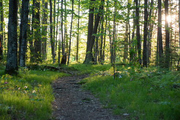 Forest Trail