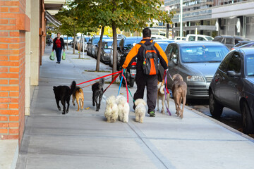 Paseador de perrros