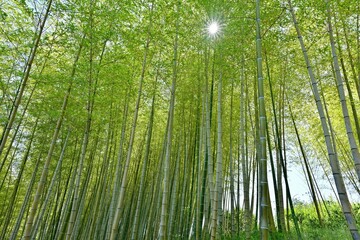 Fototapeta na wymiar 竹林と光条のコラボ情景