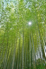 竹林と光条のコラボ情景