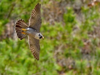 グリーンバックに悠然と飛ぶハヤブサ成鳥