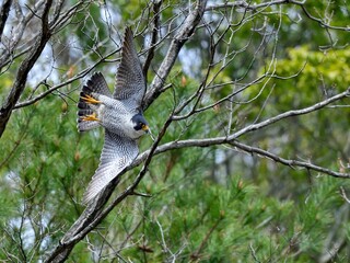 ハヤブサ成鳥の飛び出しシーン