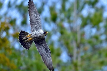 悠然と飛ぶハヤブサ成鳥の飛翔シーン