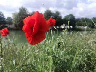 Naklejka premium Blume