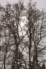 Fototapeta na wymiar 樹木, 雪, 冬, 北海道の冬, 公園, 植物, 積雪, 自然, 木