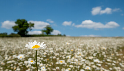 Fototapeta na wymiar Field of oxeye camomile daisies in the Chess River Valley between Chorleywood and Sarratt, Hertfordshire, UK. Photographed on a clear day during a heatwave in late May.