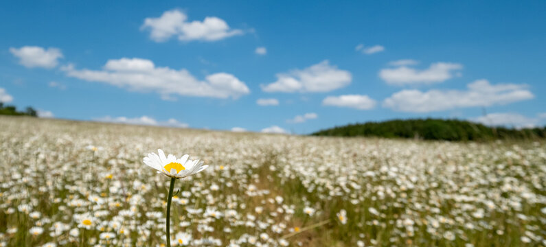 Field of wild chamomile daisies in the Chess River Valley between Chorleywood and Sarratt, Hertfordshire, UK. Photographed on a clear day during a heatwave in late May.