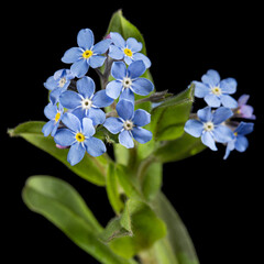 Blue flower of forget-me-not, lat. Myosotis arvensis, isolated on black background