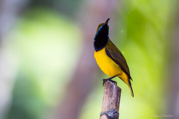 Male Sunbird call with his head pointed high