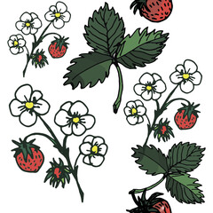 seamless background of hand-drawn berries, flowers and strawberry leaves, isolated on a white and colored background