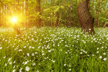 Fototapeta na wymiar Flowers in bloom in sunlight in a forest in spring, summer
