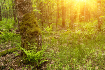 Sunny summer spring forest. Sunlight in the green old forest with grass, moss and fern