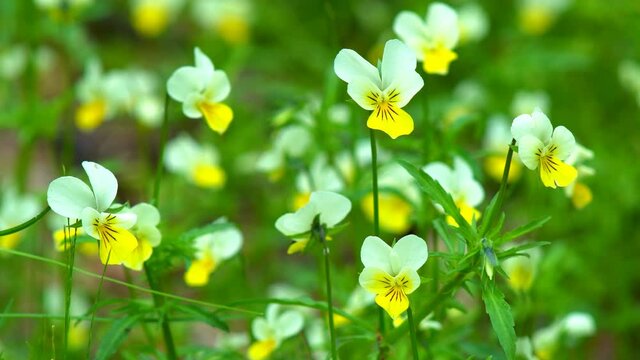 Close-up Flower of wild forest violet blooming in spring meadow