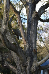 old tree trunk