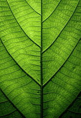 Green Leaf Background Texture Closeup