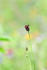 Bees perched on the red flowers in the flower garden