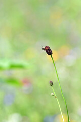 Grass flowers with bee flying around in the garden.