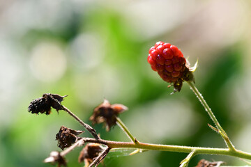 Red blackberry in the flower garden