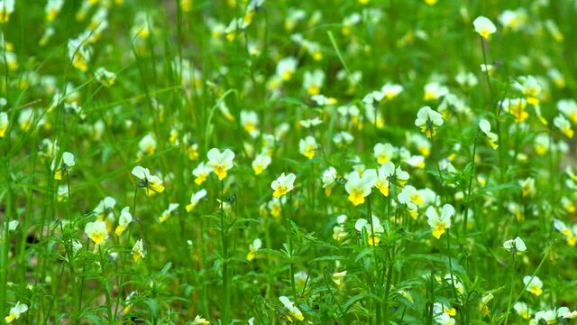Close-up Flower of wild forest violet blooming in spring meadow