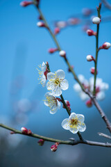 white plum bloossom in garden