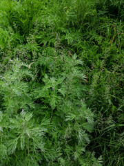 green moss and leaves natural background