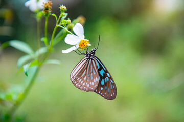 Close-up butterfly on flower in garden