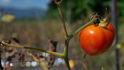 Tomato vegetable in the farmer's plantation, entering the harvest season. One of the fruits that comes into the vegetable family.
