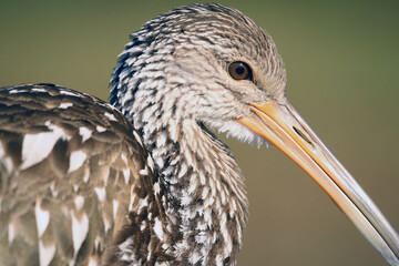 Limpkin_0842