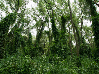 Pre delta National Park tropical landscape. Panorama view of the green forest. Beautiful foliage and leafage