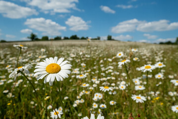 Field of wild chamomile daisies in the Chess River Valley between Chorleywood and Sarratt, Hertfordshire, UK. Photographed on a clear day during a heatwave in late May.