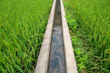 Ditch beside a grassy embankment in Rice field